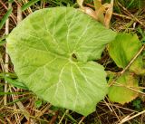 Petasites hybridus