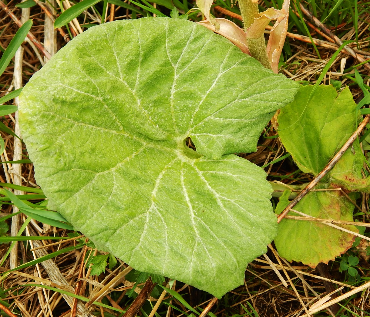Image of Petasites hybridus specimen.