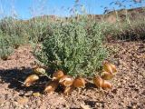 Astragalus pallasii. Плодоносящее растение. Южный Казахстан, вост. предгорья хр. Сырдарьинский Каратау, Закаратауская равнина (возвышенность), сев. побережье оз. Ащиколь, глинисто-каменистые прибрежные пестроцветы. 6 мая 2019 г.