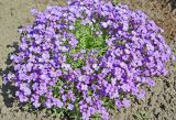 genus Aubrieta
