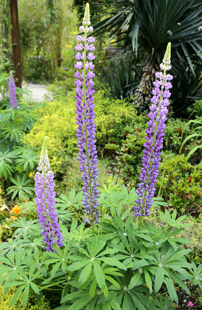 Изображение особи Lupinus &times; regalis.