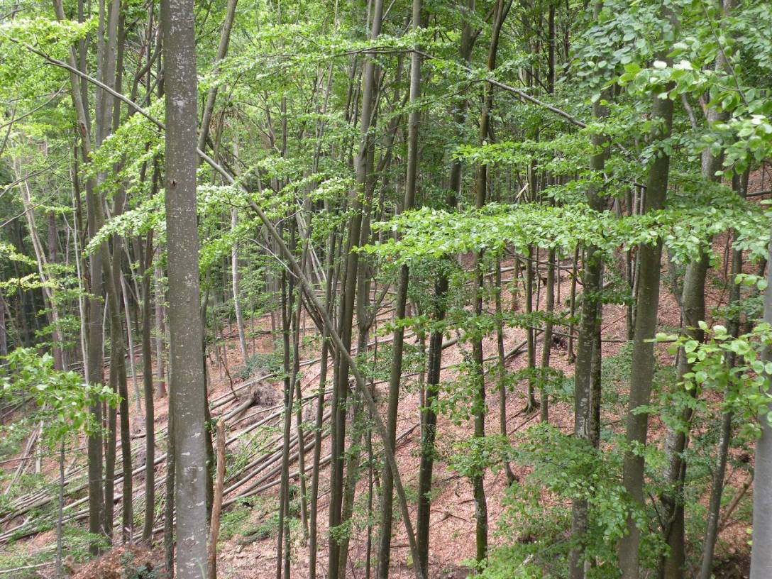 Image of Fagus sylvatica specimen.