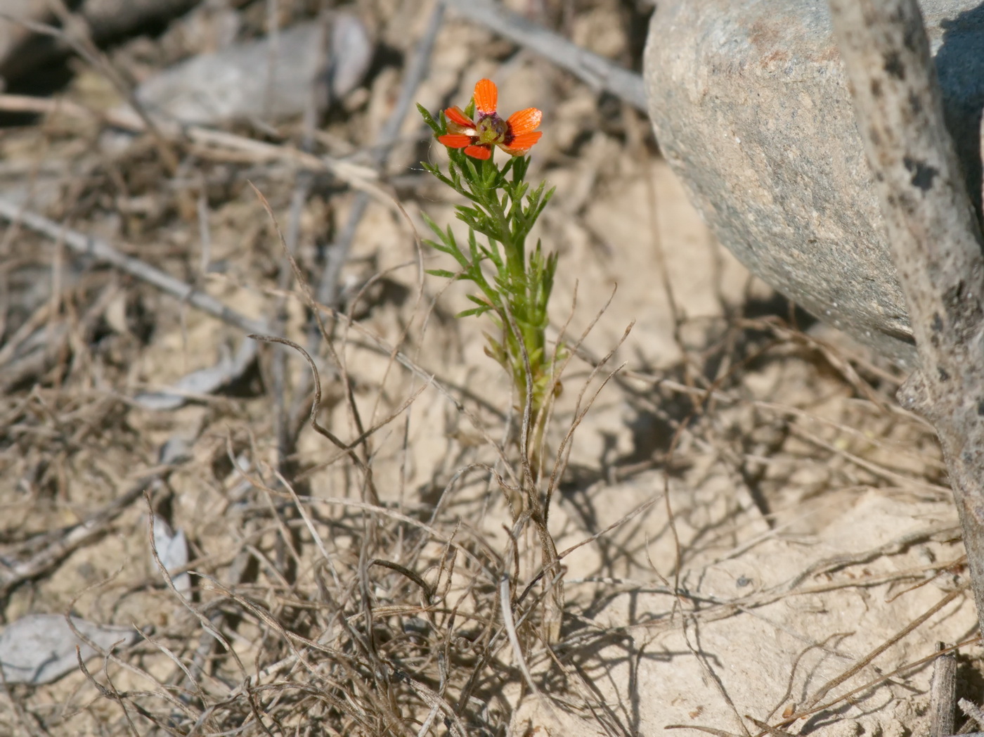 Image of genus Adonis specimen.