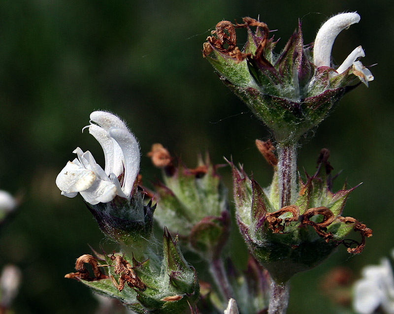 Image of Salvia aethiopis specimen.