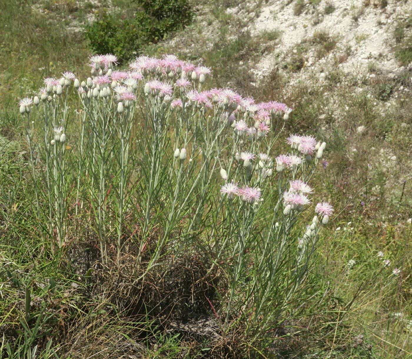 Изображение особи Jurinea stoechadifolia.