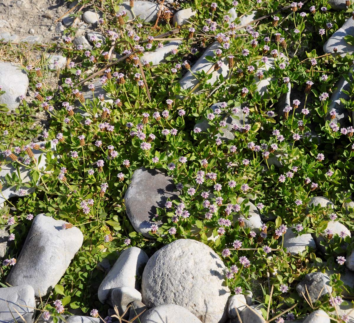 Изображение особи Lippia nodiflora.