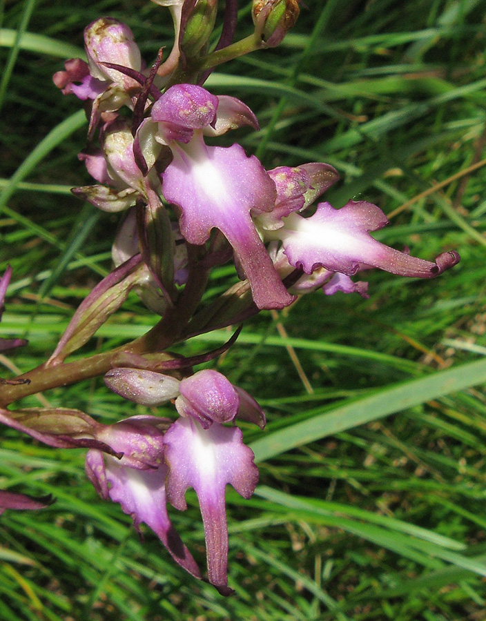 Изображение особи Himantoglossum formosum.