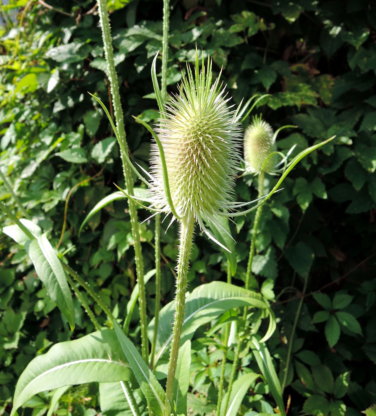 Image of Dipsacus fullonum specimen.