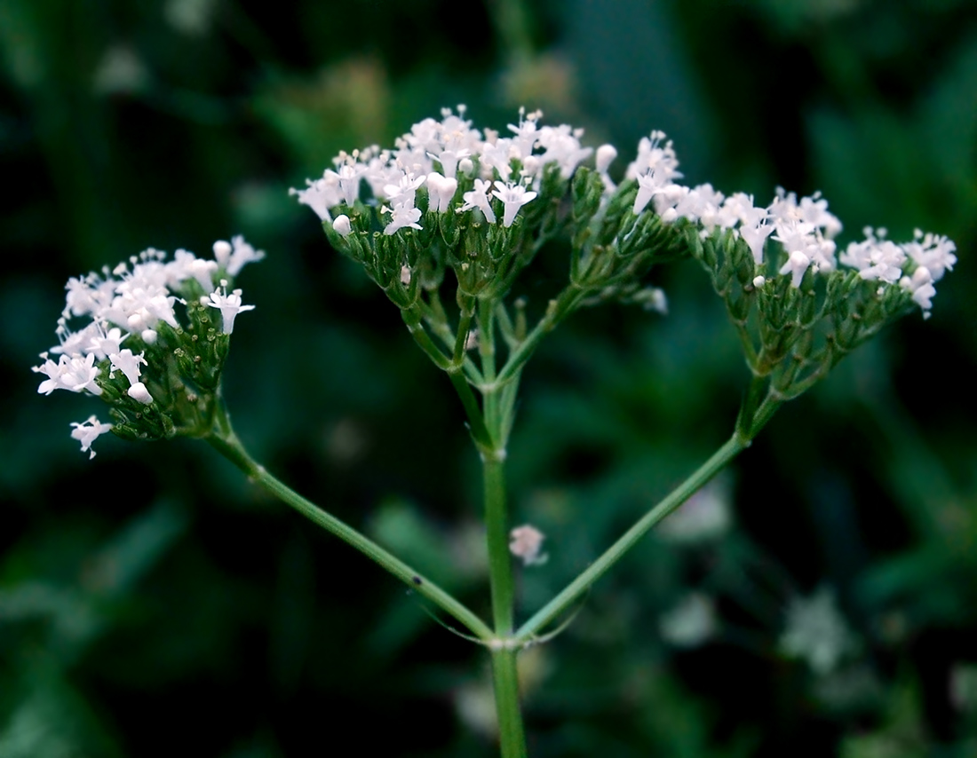 Изображение особи Valeriana rossica.