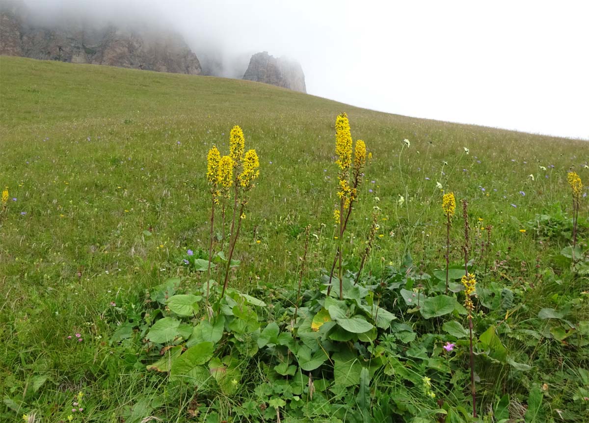 Image of Ligularia subsagittata specimen.