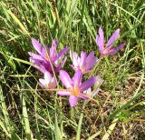 Colchicum autumnale