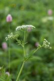 Chaerophyllum aureum. Верхушка растения с соцветиями. Краснодарский край, Мостовский р-н, ур. Бароновы поляны, субальпийский луг. 11.06.2019.