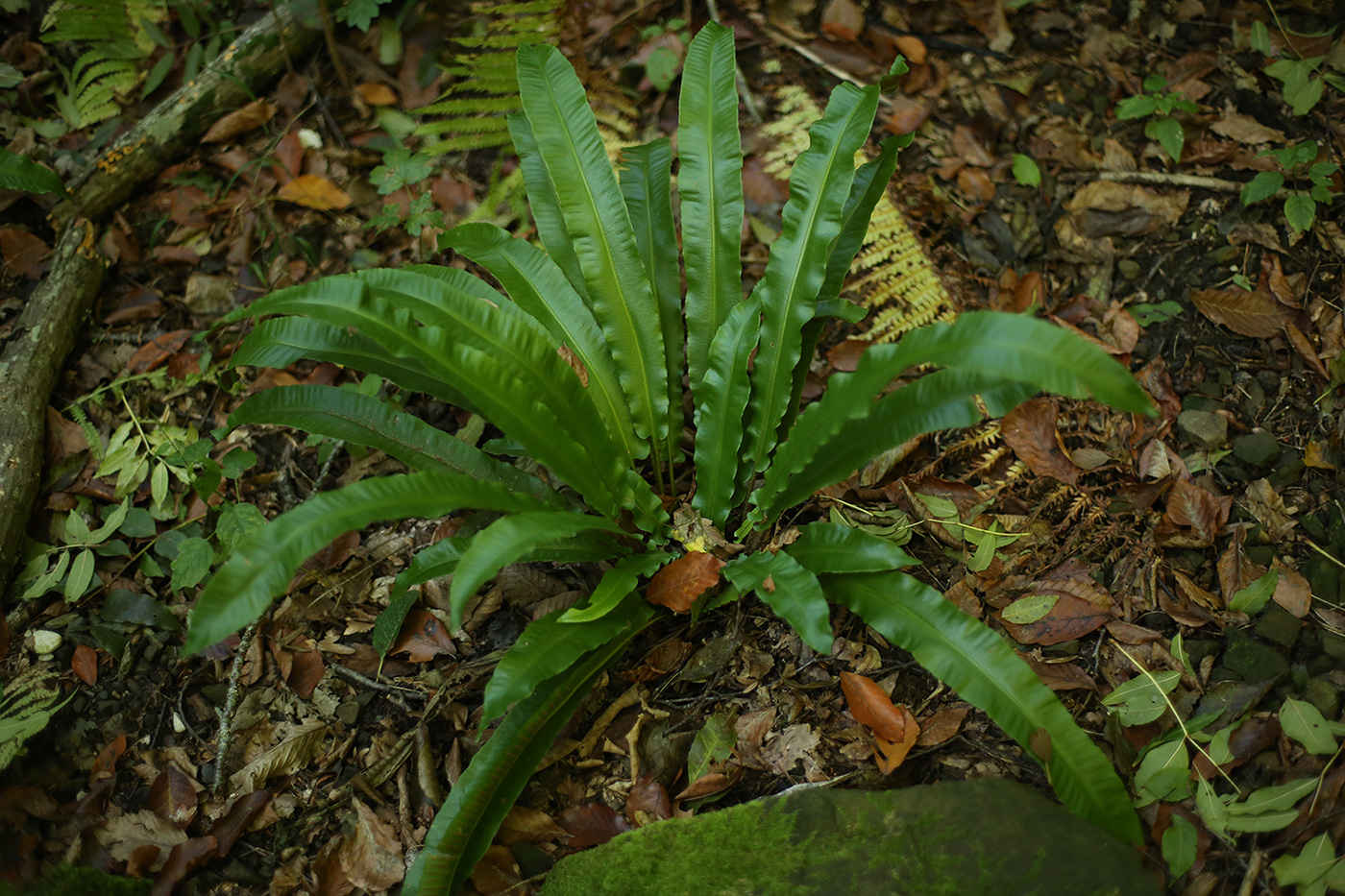 Image of Phyllitis scolopendrium specimen.