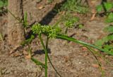 Cyperus eragrostis
