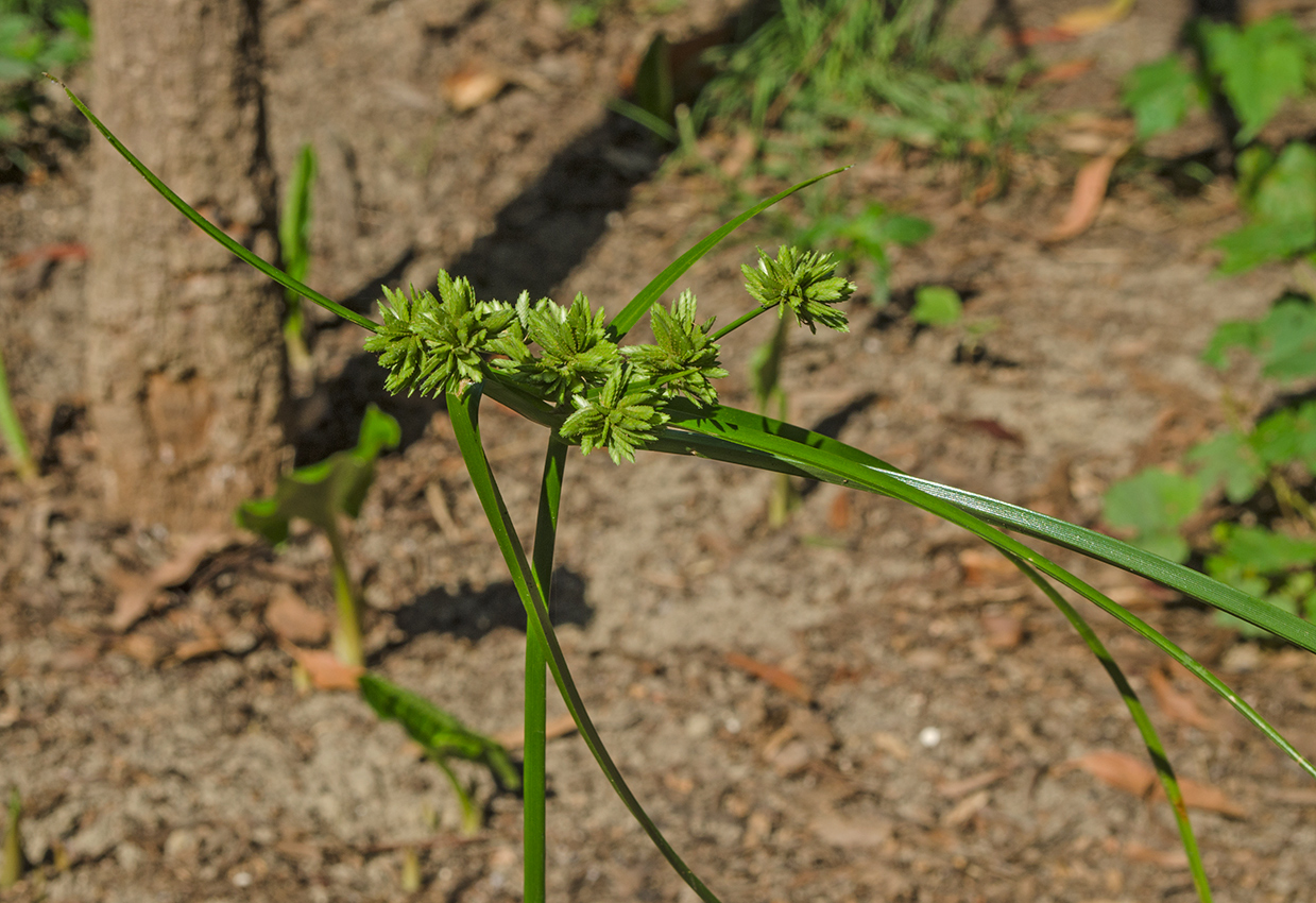 Image of Cyperus eragrostis specimen.