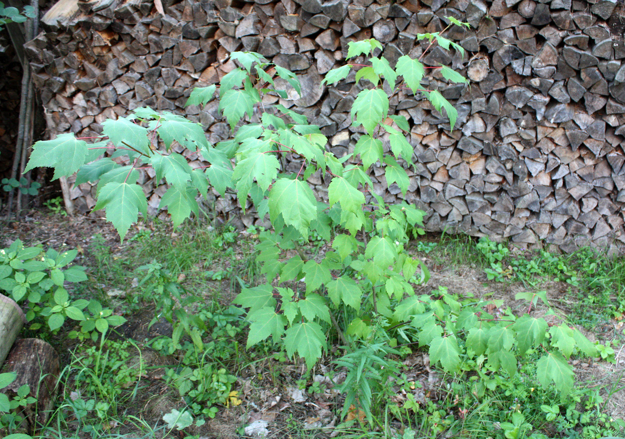 Image of Acer rubrum specimen.