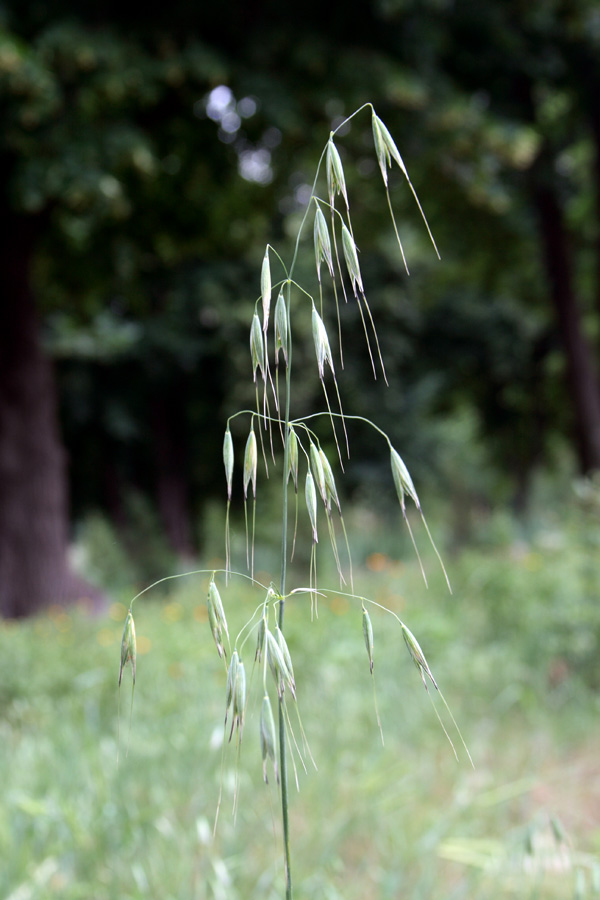 Image of Avena persica specimen.