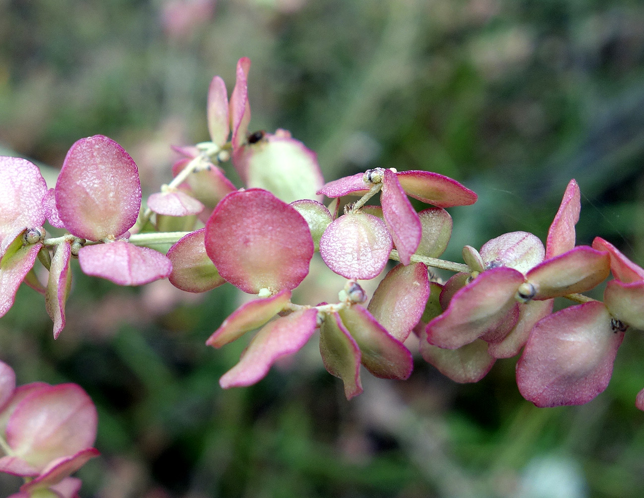 Image of Atriplex aucheri specimen.