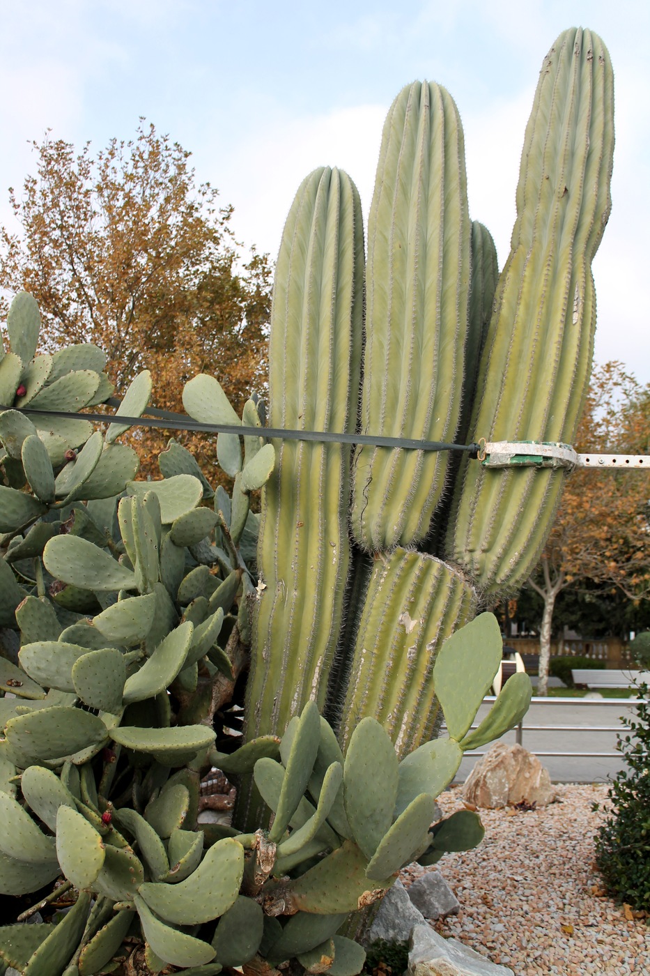 Image of genus Trichocereus specimen.