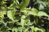 Malus mandshurica