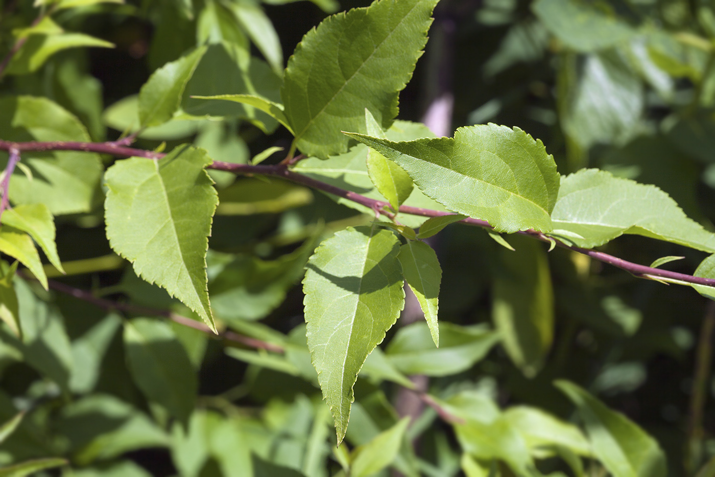 Изображение особи Malus mandshurica.