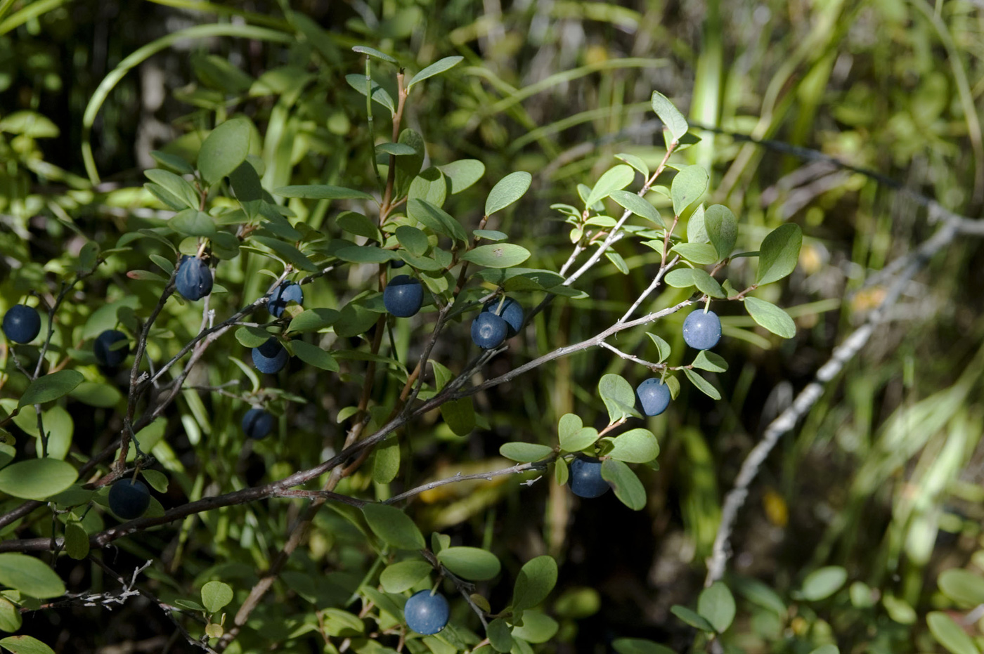 Изображение особи Vaccinium uliginosum.