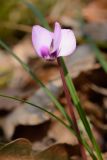 Cyclamen coum