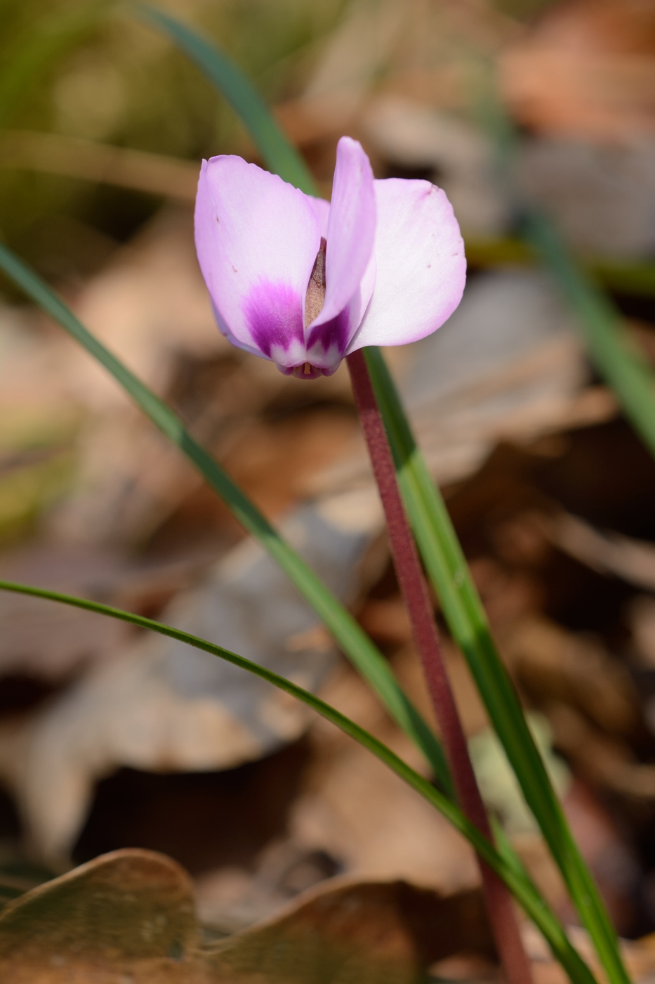 Image of Cyclamen coum specimen.