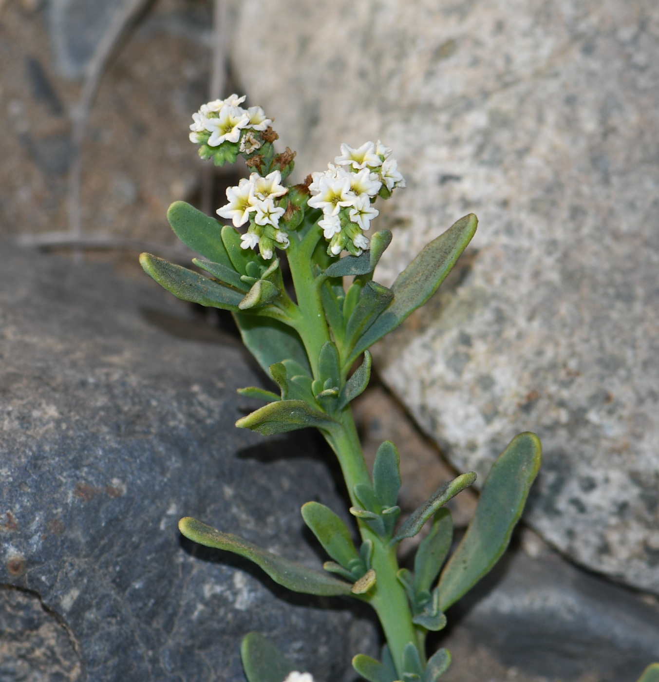 Image of Heliotropium curassavicum specimen.