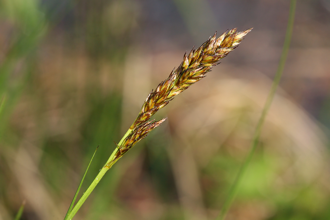 Изображение особи Carex appropinquata.