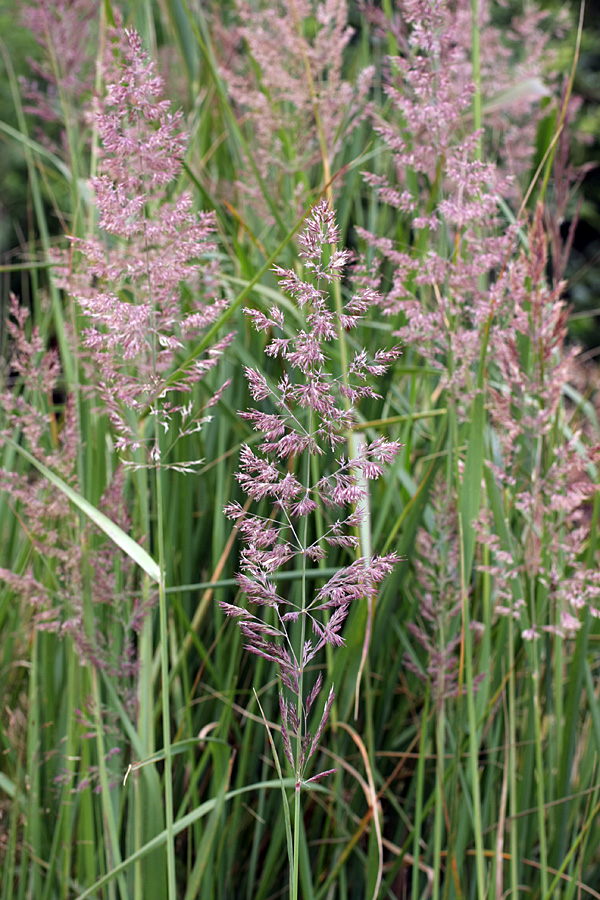 Изображение особи Calamagrostis epigeios.