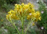 Hypericum scabrum