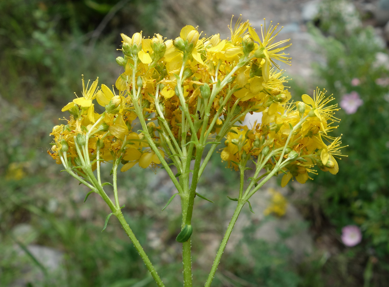 Изображение особи Hypericum scabrum.