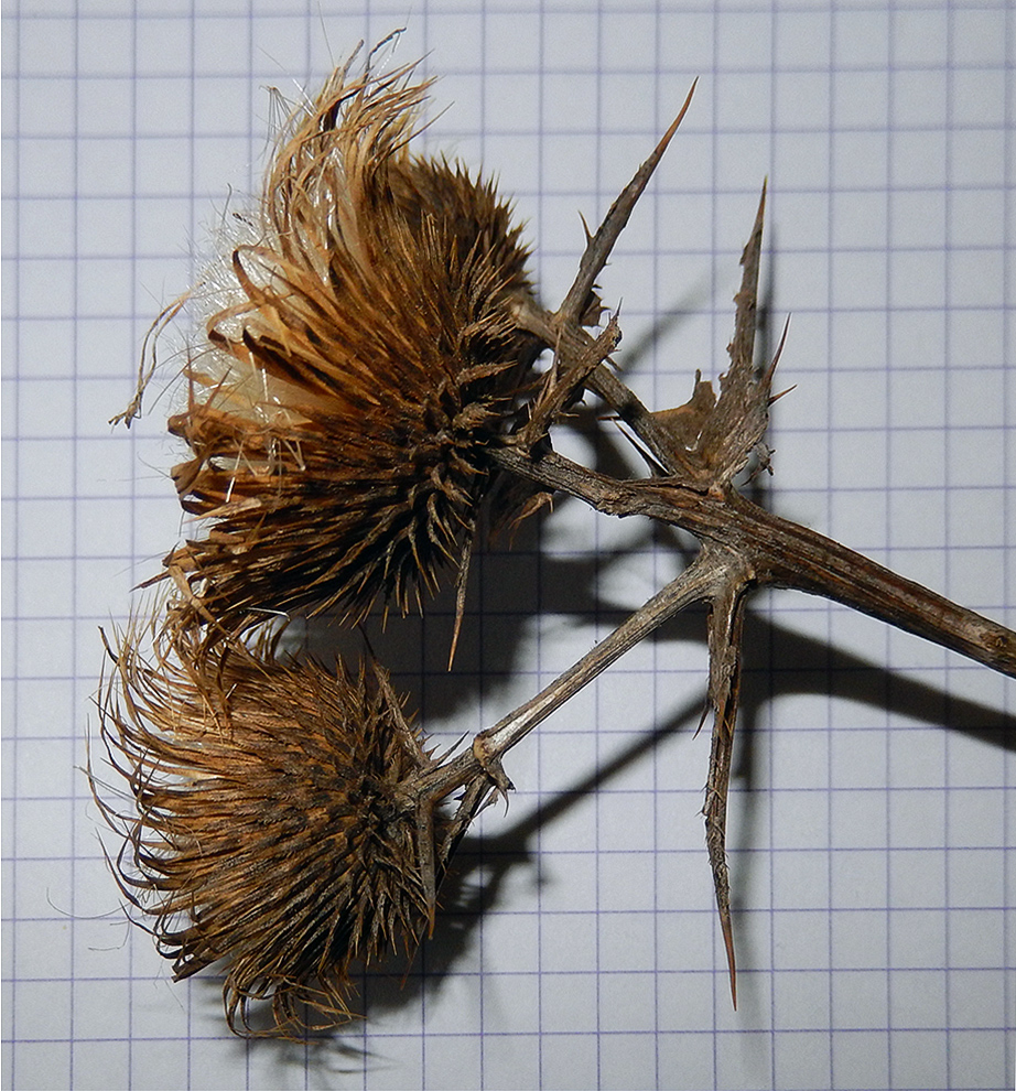 Image of Cirsium vulgare specimen.