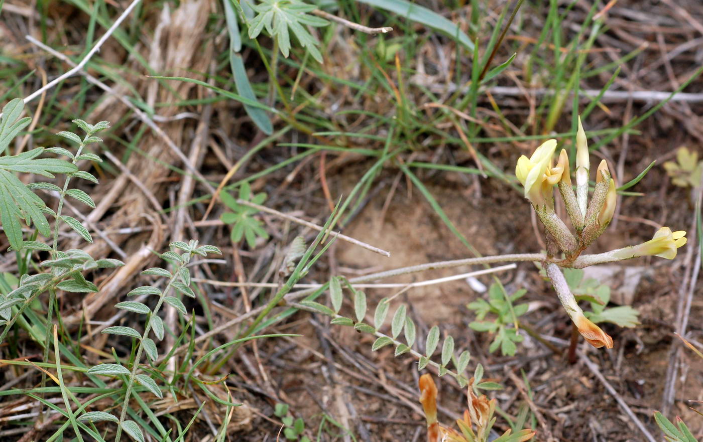 Изображение особи Astragalus bossuensis.