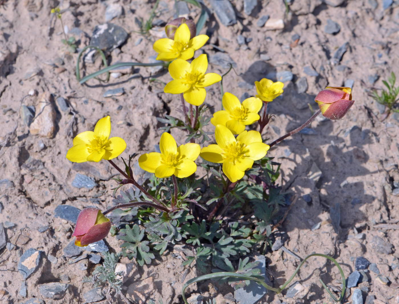 Image of Anemone gortschakowii specimen.