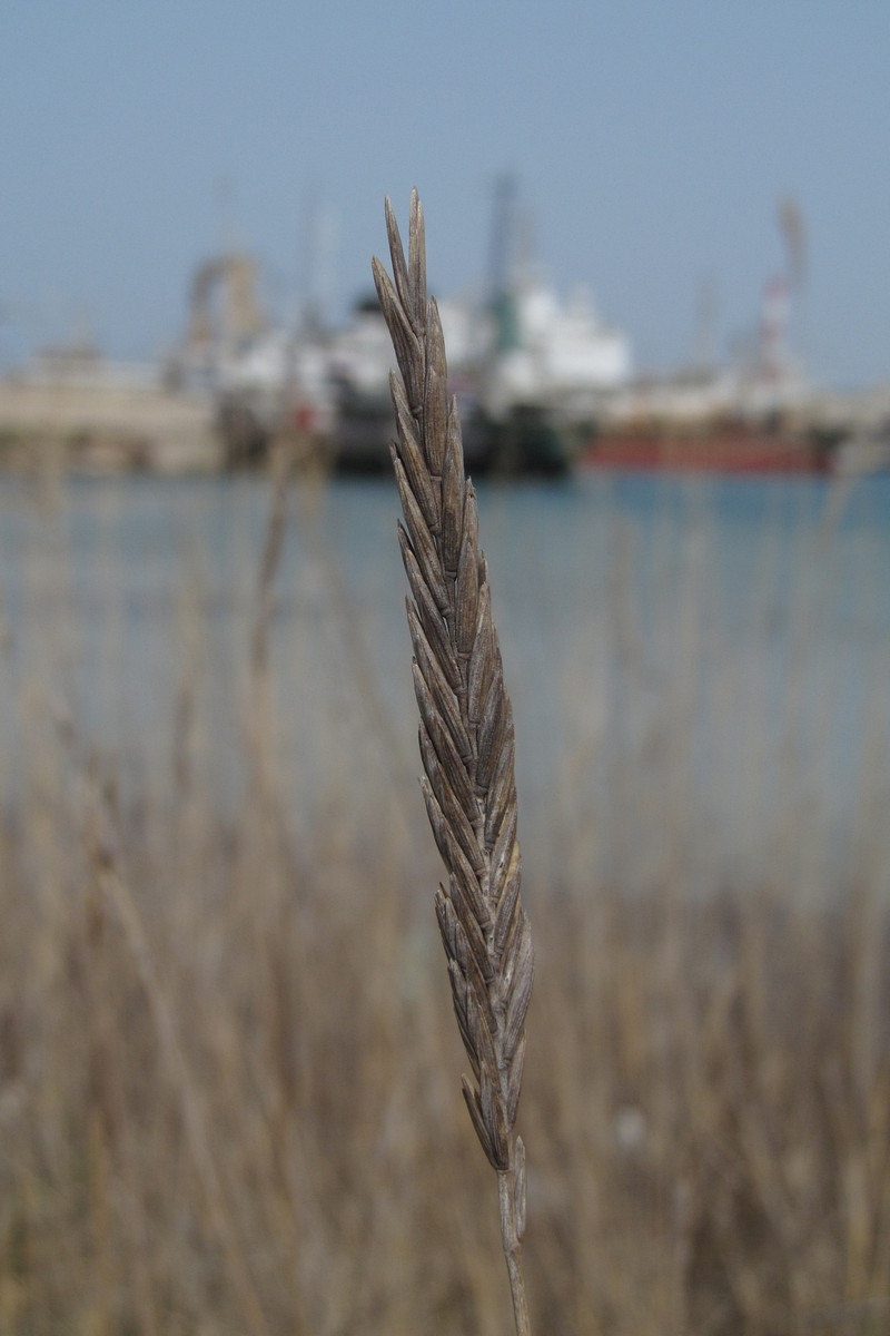 Image of Elytrigia atherica specimen.