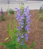 Nepeta nervosa