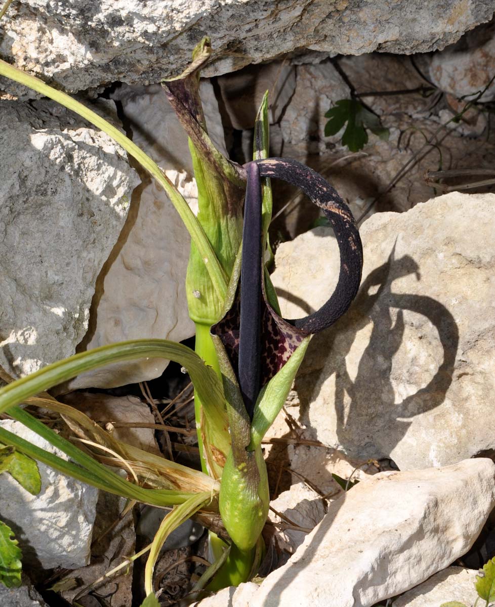 Image of Arum dioscoridis specimen.