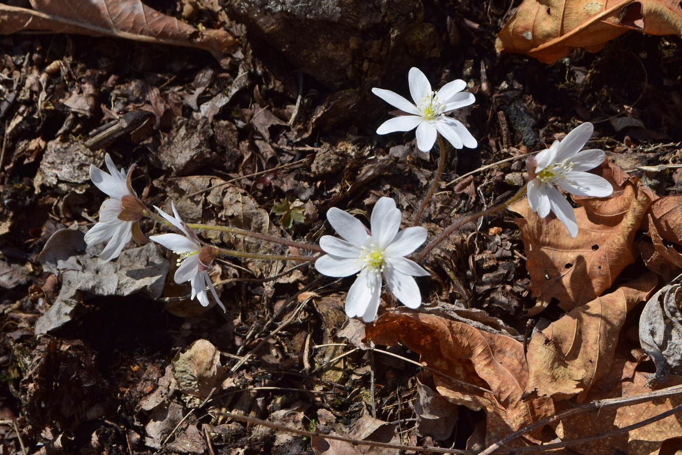 Image of Hepatica asiatica specimen.