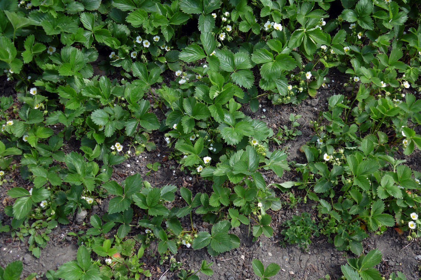 Image of Fragaria &times; ananassa specimen.