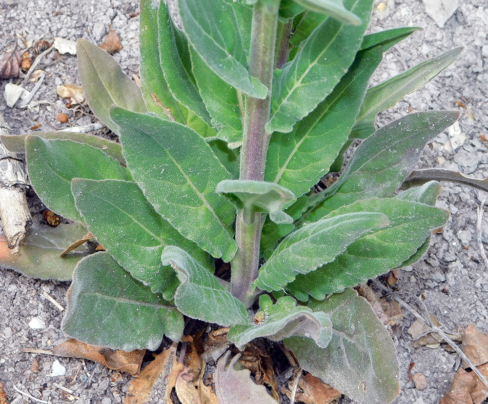 Image of Hesperis pycnotricha specimen.