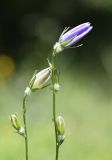 Campanula persicifolia