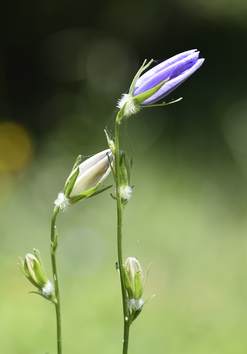 Image of Campanula persicifolia specimen.