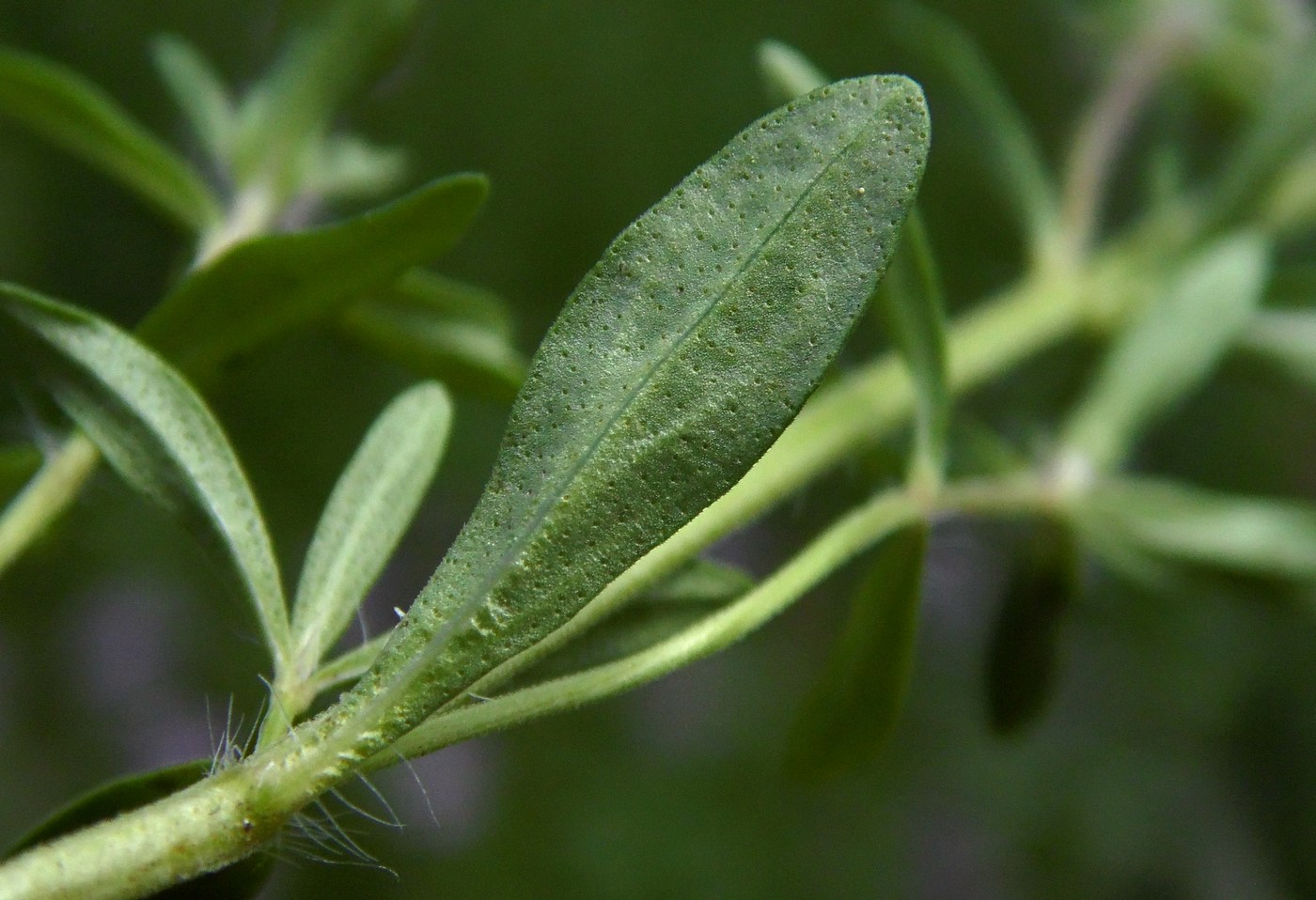 Изображение особи Thymus marschallianus.