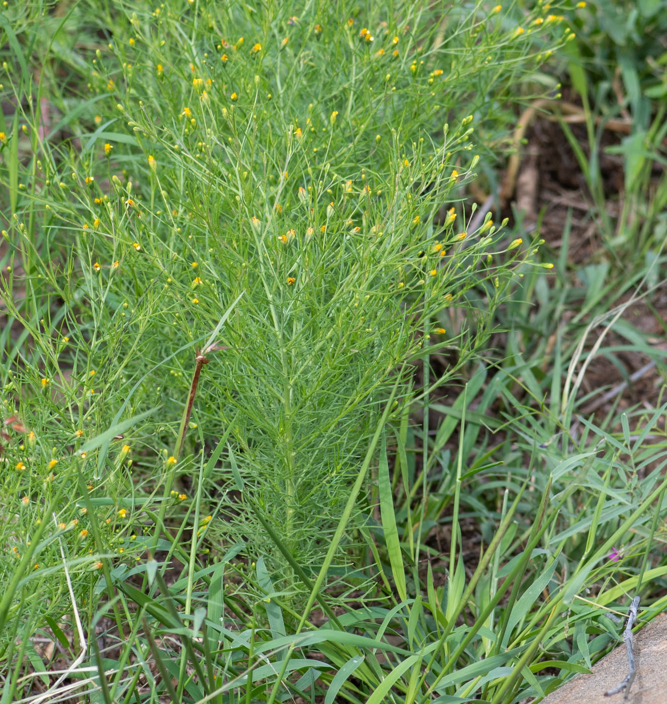 Image of Schkuhria pinnata specimen.