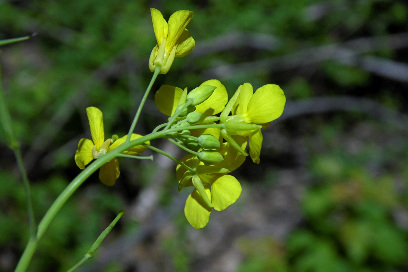 Изображение особи Brassica campestris.