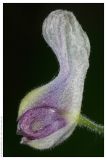 Aconitum septentrionale. Цветок. республика Татарстан, Елабужский район, 30.05.2008.