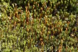 genus Polytrichum