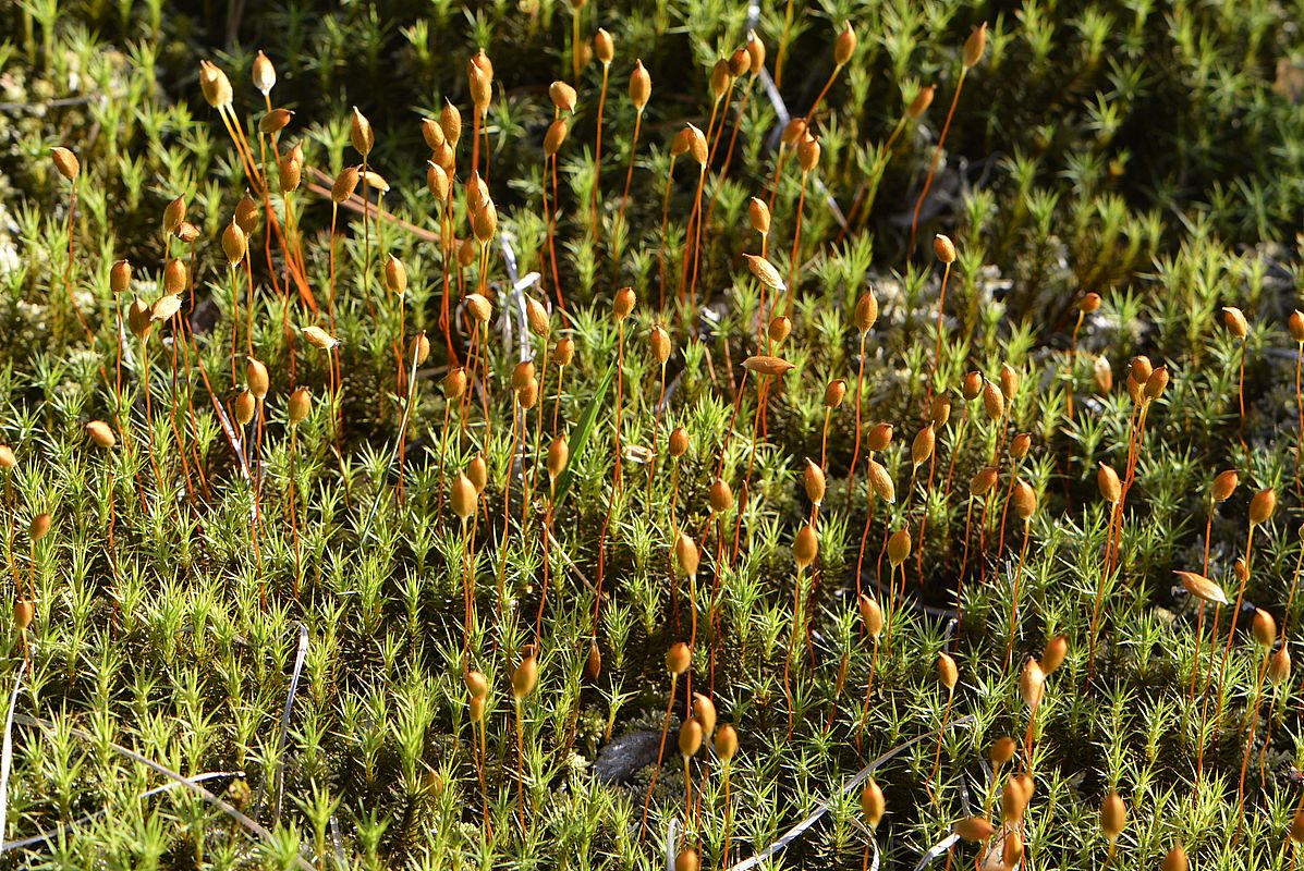 Изображение особи род Polytrichum.